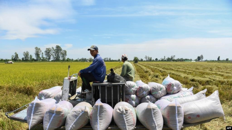 Việt Nam tìm cách ngăn lúa làm tăng nhiệt toàn cầu (AFP)